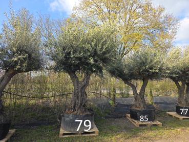 Preview: Olivenbaum Hojiblanca extra hoch 370 cm -  (ca. 200 Jährig) Mega Olivenbaum Nr.79